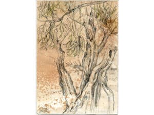 BAUM AM RHEIN - Original-Zeichnung 24,5 x 17,5 cm, 2020, Graphitstift auf präpariertem Papier